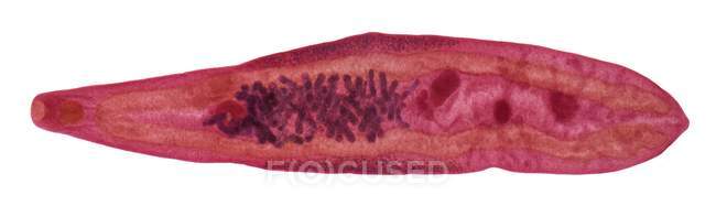 Печінка флюке Clonorchis sinensis — стокове фото