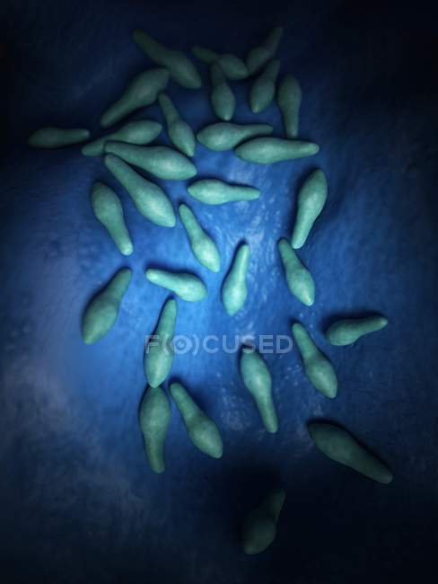 Бактерії Clostridium колонії — стокове фото