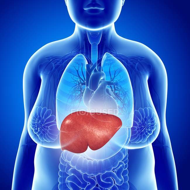 Conceptual computer Illustration of female liver. — Stock Photo