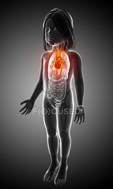 Coração e sistema circulatório — Fotografia de Stock