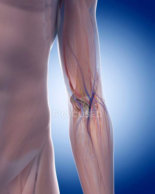 Structural anatomy of human arm — Stock Photo