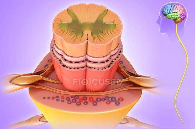 Анатомія спинного мозку — стокове фото