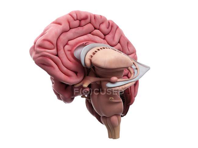 Sección transversal del cerebro humano - foto de stock