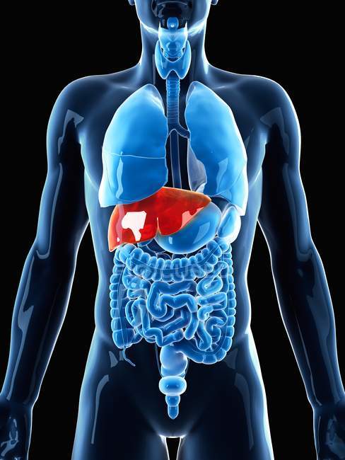 Fígado em relação aos órgãos internos — Fotografia de Stock