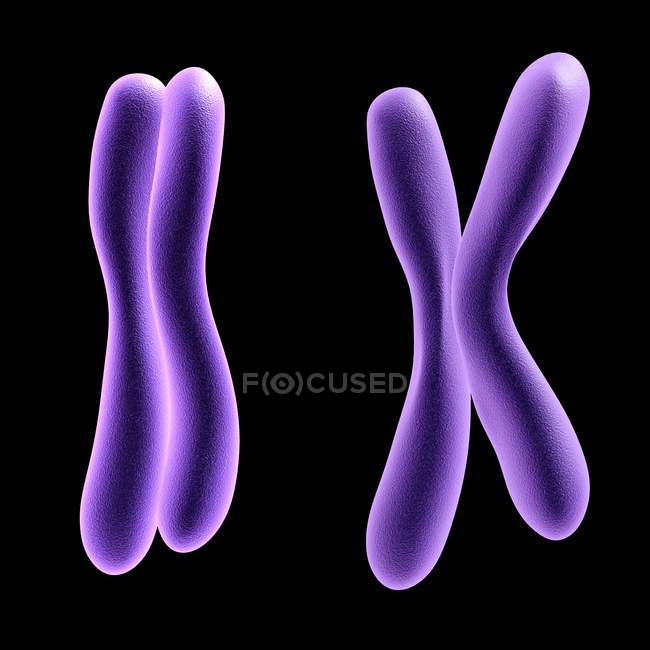 Cromosomas con brazos expandidos y plegados - foto de stock