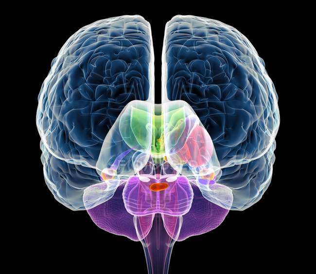 Мозжечок и мозолистого тела — стоковое фото
