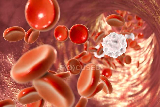 Rote Blutkörperchen und weiße Blutkörperchen — Stockfoto