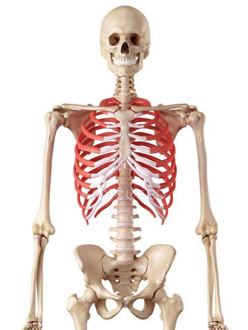 Anatomia della gabbia toracica umana — Foto stock