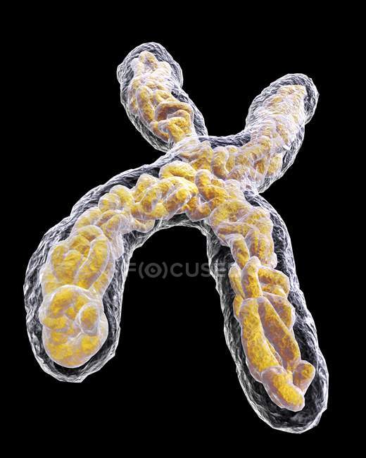 Chromosome structure and composition — Stock Photo