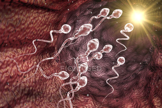 Espermatozoides, o espermatozoides - foto de stock