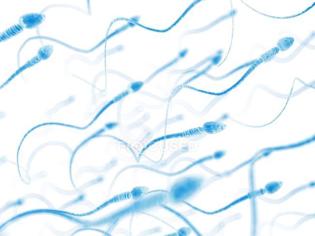 Нормальні сперматозоїди людини — стокове фото