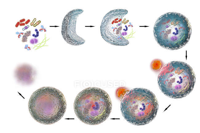 Stages of autophagy mechanism — Stock Photo