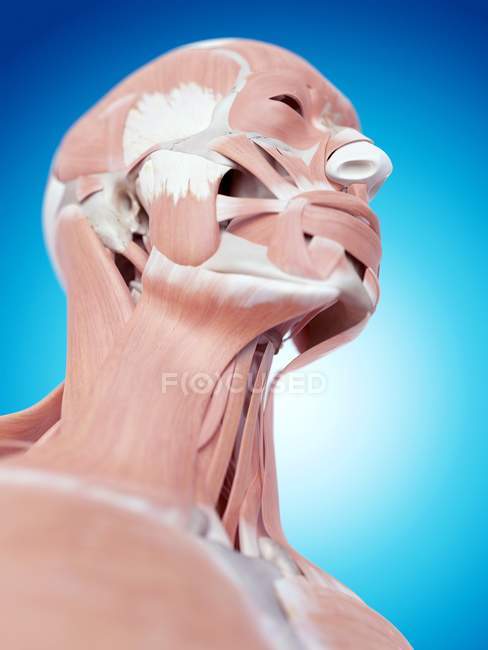 Muscles du cou et anatomie structurelle — Photo de stock