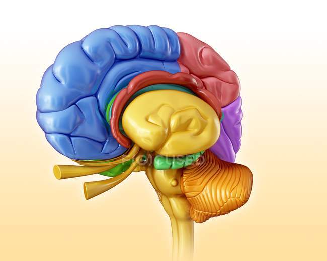 Estructuras cerebrales humanas - foto de stock