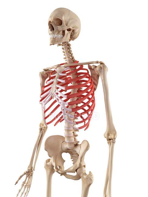 Human rib cage anatomy — skeletal structure, biology - Stock Photo | #160566048