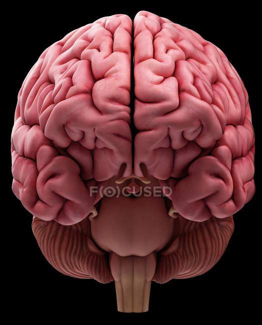 Anatomie cérébrale humaine montrant le cortex — Photo de stock
