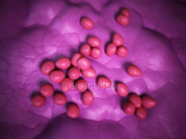 Kolonie von Enterokokken-Bakterien — Stockfoto