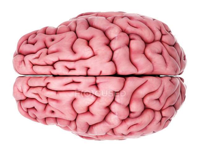 Анатомія внутрішнього мозку людини — стокове фото