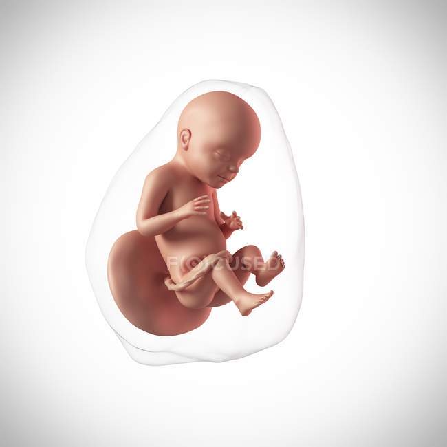 Human fetus age 28 weeks — Stock Photo