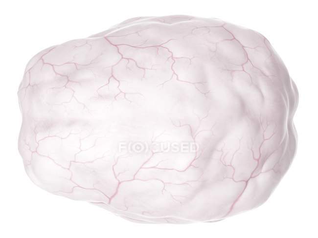 Anatomía cerebral que muestra el sistema de suministro de sangre - foto de stock