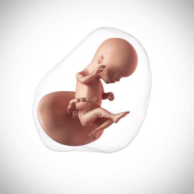 Idade do feto humano 16 semanas — Fotografia de Stock