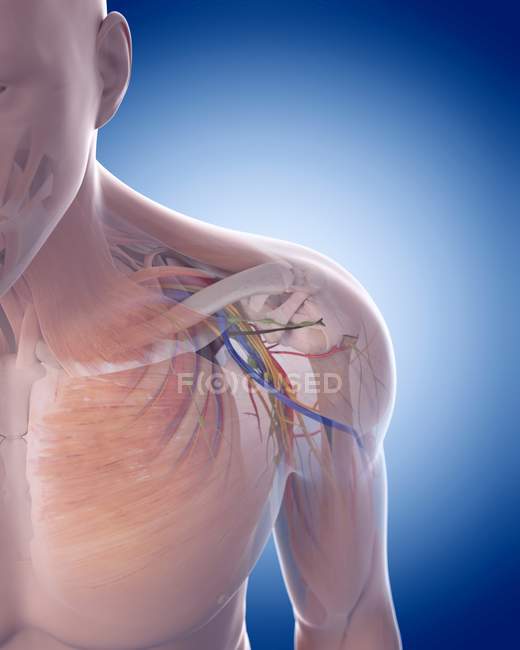 Sistemi muscolari e scheletrici — Foto stock