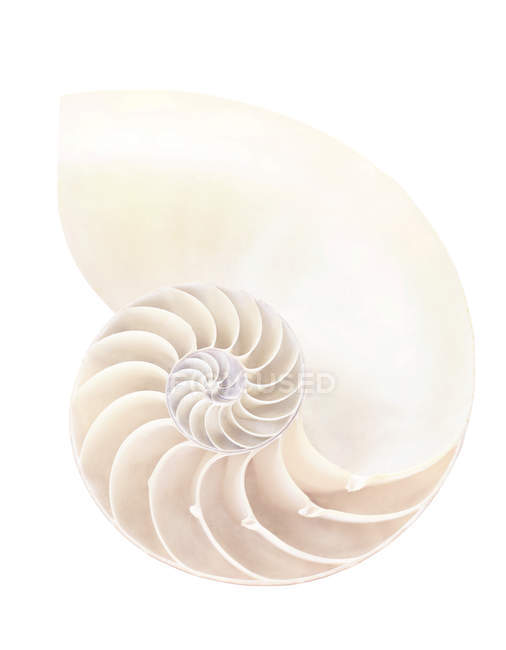 Sezione trasversale del guscio nautilus con struttura a spirale . — Foto stock