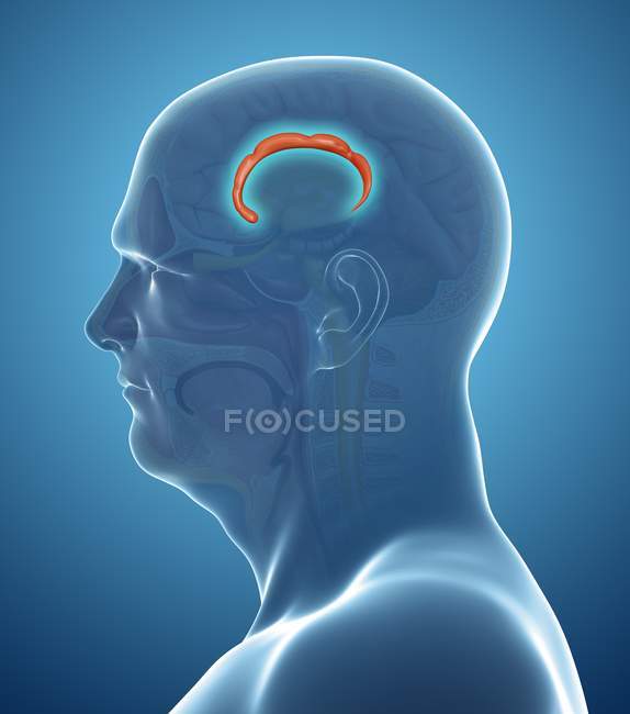 Gyrus cingulés dans le cerveau — Photo de stock