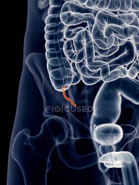 Annexe humaine par rapport au système digestif — Photo de stock