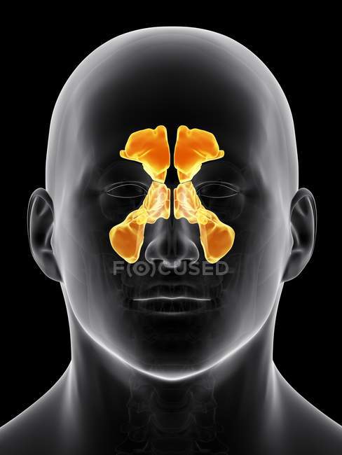 Struktur und Anatomie der Nasennebenhöhlen — Stockfoto