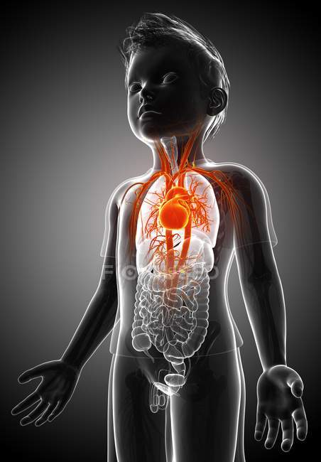 Système vasculaire de l'enfant — Photo de stock