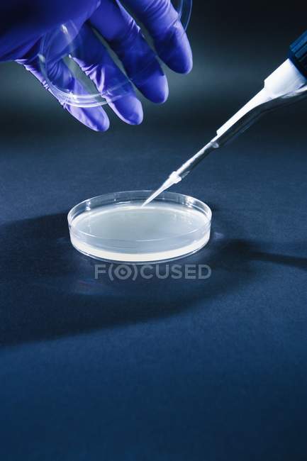 Persona mano pipeteo líquido en placa Petri . - foto de stock