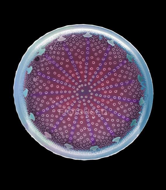 Meeresplanktonische einzellige Algen — Stockfoto