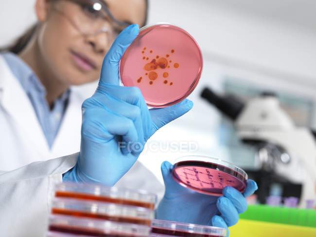 Wissenschaftlerin untersucht mikrobiologische Kultur in Petrischale. — Stockfoto