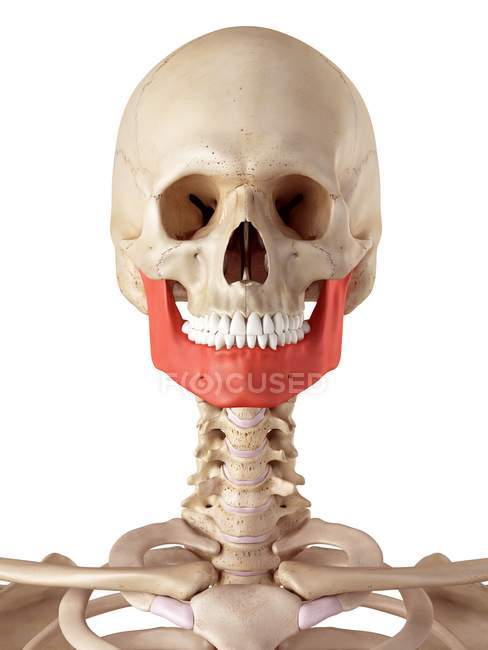 Структура челюсти — стоковое фото