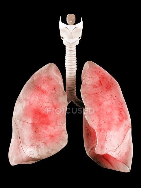 Pulmones humanos y sistema respiratorio inferior - foto de stock