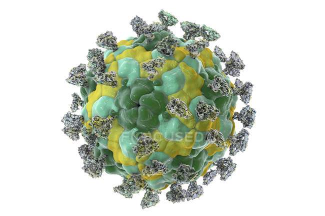 Enterovirus avec molécules d'intégrine attachées — Photo de stock