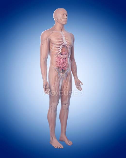 Skeletal and muscular systems — Stock Photo