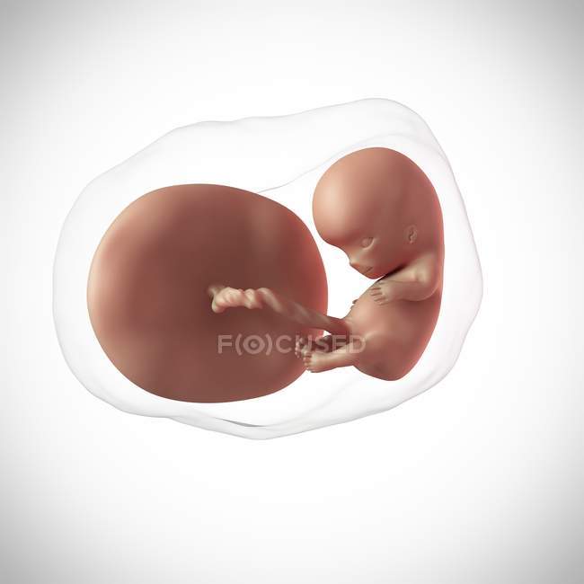 Edad del feto humano 10 semanas - foto de stock