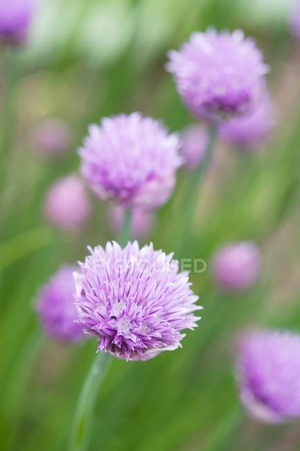 Blooming Chinese chives — Stock Photo