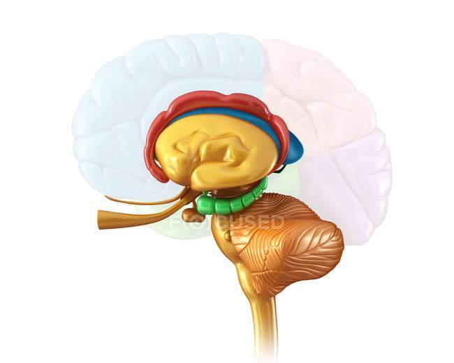 Menschliche Gehirnstrukturen — Stockfoto