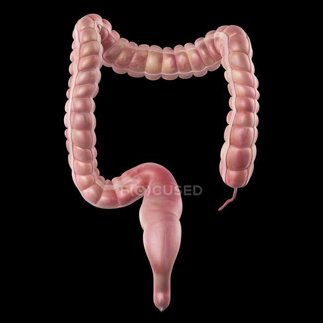 Human large intestine — Stock Photo