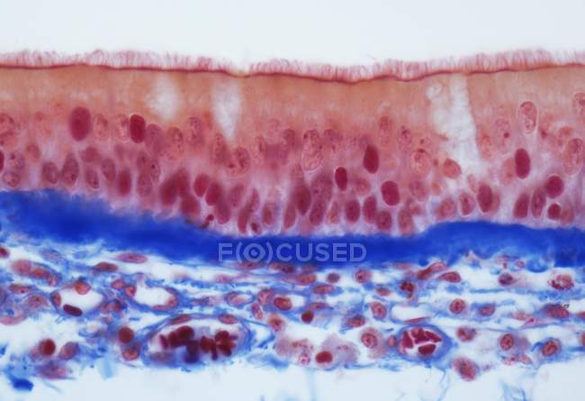 Micrografia de luz (ML) de uma secção vertical através do epitélio colunar pseudoestratificado da traqueia, o tubo na garganta que conduz da boca ao brônquio e aos pulmões . — Fotografia de Stock