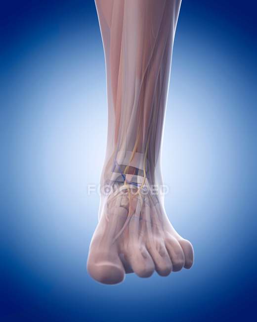 Нога людини структурних Анатомія — стокове фото