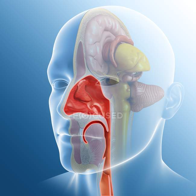 Computer Illustrazione della cavità nasale umana . — Foto stock