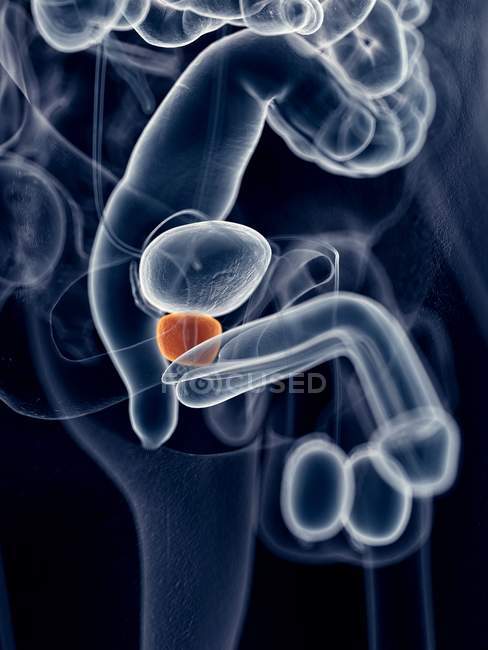 Anatomía de próstata masculina - foto de stock