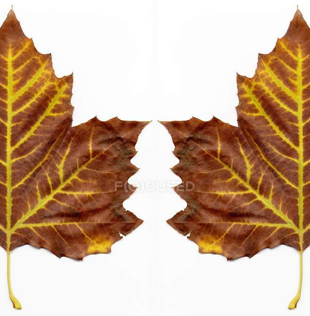 Autumnal maple leaves on white background. — Stock Photo