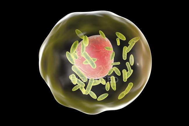 Q лихоманки бактерій всередині клітинки — стокове фото