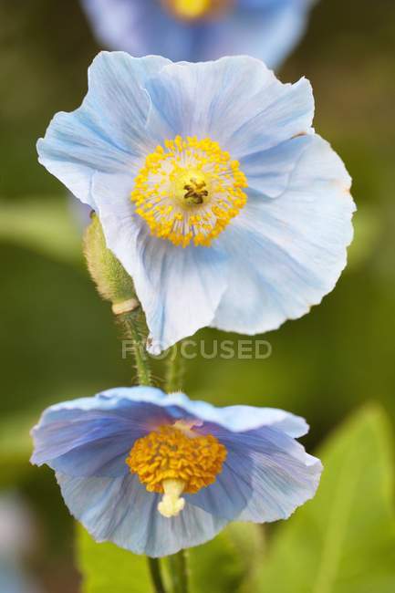 Fleurs de pavot bleu de l'Himalaya . — Photo de stock