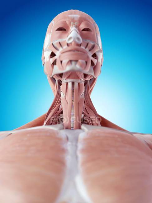 Músculos da face e pescoço humanos — Fotografia de Stock